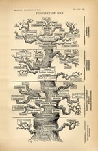Heackel tree of life
